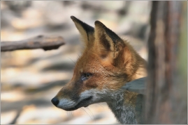 <p>LIŠKA OBECNÁ (Vulpes vulpes) (Zoo Děčín)</p>